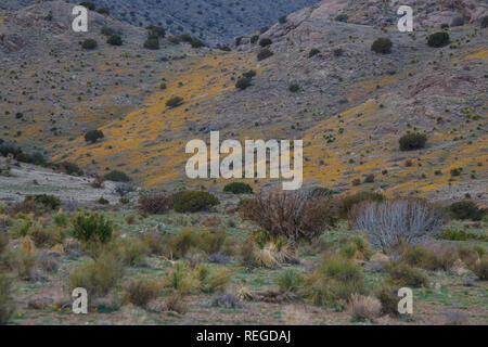 Teppiche von gelben Wildblumen an der Seite des Berges in der Nähe von Deming, New Mexico Stockfoto