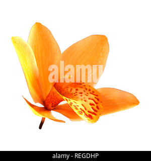 3D-Rendering von einer gelben Wild Orchid Flower auf weißem Hintergrund Stockfoto