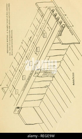 . Der gesunde Menschenverstand auf Geflügel Heben;. Geflügel. 41. Bitte beachten Sie, dass diese Bilder sind von der gescannten Seite Bilder, die digital für die Lesbarkeit verbessert haben mögen - Färbung und Aussehen dieser Abbildungen können nicht perfekt dem Original ähneln. extrahiert. Wilcoxon, [Myrtle] "Mrs. B.F. Wilcoxon. " [Aus dem alten Katalog]. [Des Moines? Ia. Stockfoto