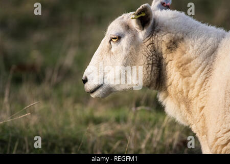 Nahaufnahme der Kopf eines männlichen Schafe oder Ram im Profil Stockfoto