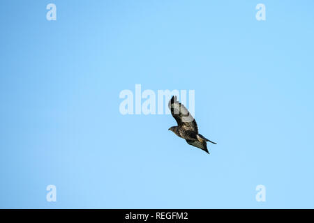 Mäusebussard (Buteo buteo) im Flug soaring auf einem thermischen vor blauem Himmel Stockfoto