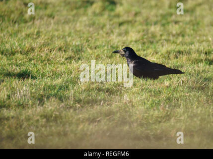 Single Saatkrähe (Corvus frugilegus) zu Fuß durch Gras auf der Suche nach Essen Stockfoto