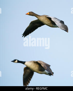 Graugans (Anser anser) gegen einen blauen Himmel mit eine Kanada Gans unten und im Hintergrund fliegen Stockfoto