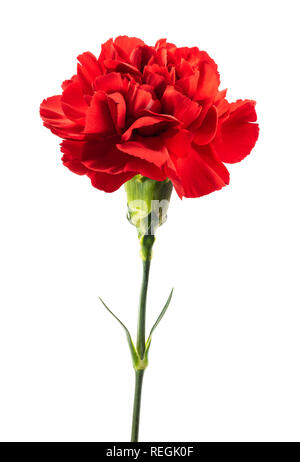 Rote Nelke Blume isoliert auf weißem Hintergrund Stockfoto