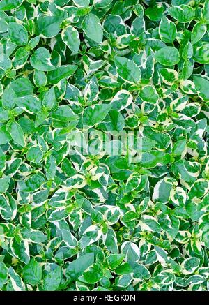 Hintergrund und Texturierte, schöne Karikatur oder Graptophyllum Pictum Pflanzen mit den grünen und weißen Blätter für den Garten Dekoration. Stockfoto