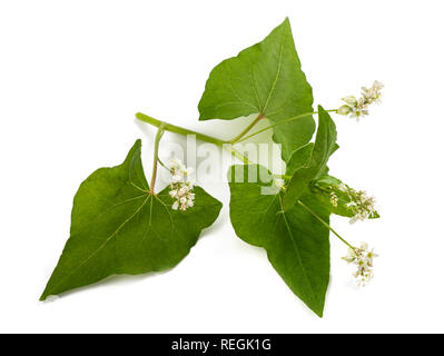 Buchweizen-Blumen isoliert auf weißem Hintergrund Stockfoto