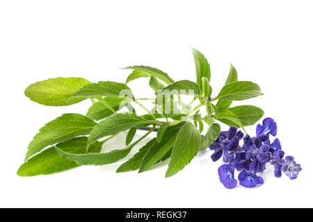 Salvia farinacea mit Blumen auf weißem Hintergrund Stockfoto