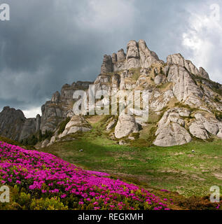 Blüte rosa Rhododendron in die Berge, blühende Tal in den Karpaten, Rumänien Stockfoto