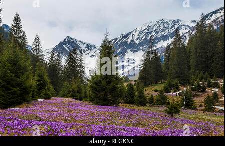 Lila krokusse Blumen und schönen Frühling Landschaft in Fagaras Gebirge, Karpaten, Siebenbürgen, Rumänien Stockfoto