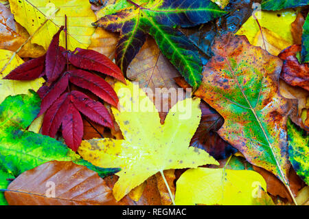 Zusammenfassung Hintergrund Laub Stockfoto