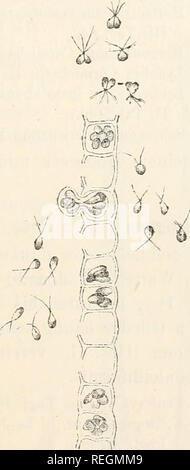 . Dr. L. Rabenhorst der Kryptogamen-Flora von Deutschland, Oesterreich und der Schweiz. Kryptogamen-- Deutschland; Kryptogamen - Österreich; Kryptogamen-- Schweiz. 441 Ring, halb so lang bis etwas länger, einige fast ebenso lang als der Einspritzdüse. Hormidium implexum Kütz. Bot. Zeit",". 1847, S. 147. Us iinploxa Kütz. Öpec. Alg. S. 349. - Id. Registerkarte. pliyc II. Registerkarte. 94. Us subinarina Kütz. Spec. Alg. et Tab. phyc. 1. t-. Us fiacca Hauck, Beitr. 1877, S. 298. - Dodel, Ulustr. PHanzenleben, S. 148,%. 28. (Lyngbya Cutleriae Harv. Hormotrichuni) Phyc. Brit.pl. 336? In Steinen an der Fluthgrenze und in b Stockfoto