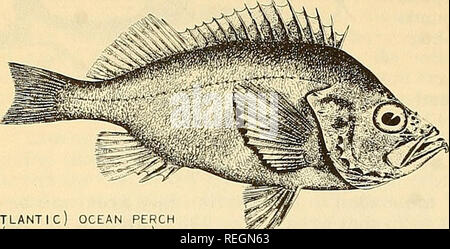 . Die kommerzielle Fischerei. Fischerei Fischhandel. 38 DIE KOMMERZIELLE FISCHEREI REVIEW Vol. 15, Nr. 10 Torten in jedem Bereich fotografiert. Die Bilder erhalten waren klar und scharf mit vielen unteren Organismen sichtbar. Eine Linie Schleppnetz wurde 5 Mal gesetzt und die ein Meter Plankton net war einmal geschleppt. Barsch wurden in Tiefen von 35 bis ca. 240 Klafter gesammelt. Die kleinste Barsch (30 mm.) noch nicht getroffen wurde aus der Untiefe Wasser gefischt. Manche der früheren unfished Bestände von barsch waren, im tiefen Wasser beprobt. Proben bis zu 47 cm Länge gefangen.. (Atlantik) BARSCH (SEBASTES MAR Stockfoto