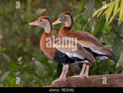 Paar schwarz-bellied Pfeifen Enten (Dendrocygna autumnalis) Nahaufnahme Stockfoto