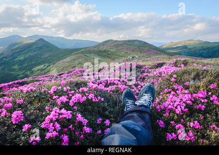 Magic Pink Rhododendron Blumen auf Sommer Berg. Dramatischer Himmel und farbenprächtigen Sonnenuntergang. Chornohora ridge, Karpaten, Ukraine, Europa. Stockfoto