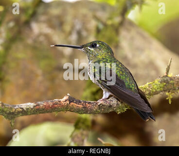 Die grüne - gekrönte brillant, oder Grün-fronted Brillant (Heliodoxa jacula), Heredia, Costa Rica Stockfoto