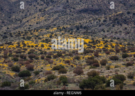 Patches von gelben Wildblumen auf einem Hügel in der Nähe von Deming, New Mexico Stockfoto