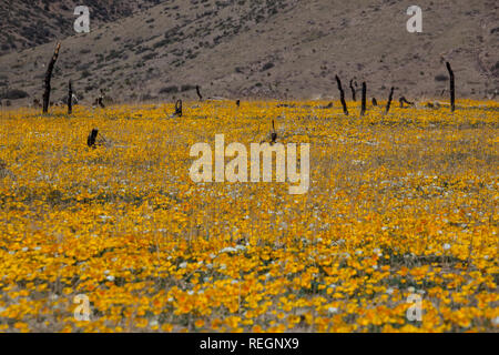 Ein dicker Teppich von weißen und gelben Mohn in der Wüste außerhalb von Las Cruces, New Mexico Stockfoto