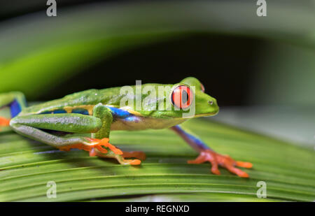 Red-eyed Tree Frog (Agalychnis callidryas) auf ein Blatt, Alajuela, Costa Rica Stockfoto