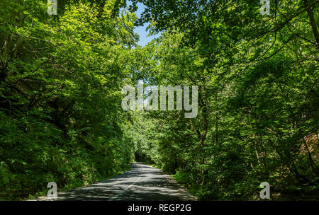Eine gepflasterte Straße, die durch dichten Wald Vegetation Stockfoto