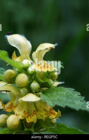Nahaufnahme von einem gelben Erzengel Blume Stockfoto