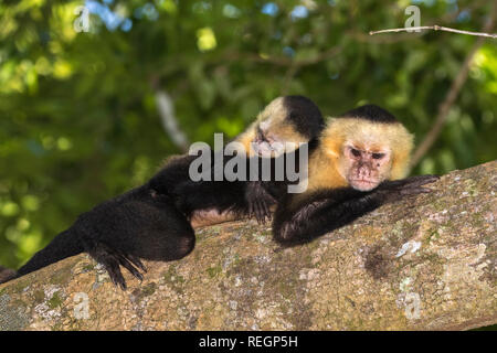 Die Gruppe der white-headed Kapuziner (Cebus Imitator) im tropischen Wald, Costa Rica Stockfoto