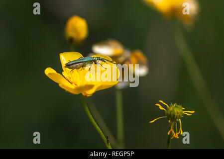 Dicke-legged flower Beetle ruht auf einem buttercup Blume Stockfoto