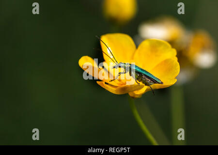 Dicke-legged flower Beetle ruht auf einem buttercup Blume Stockfoto