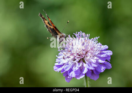 Kleiner Fuchs Schmetterling mit geschlossenen Flügeln Fütterung auf Lila Blume mit seiner Zunge heraus Stockfoto