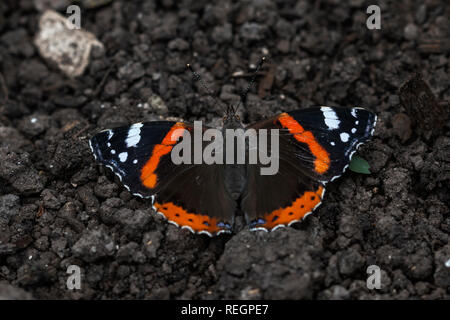 Red Admiral Schmetterling ruht auf Boden Stockfoto