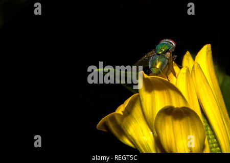 Fliege in gelber Blüte Stockfoto