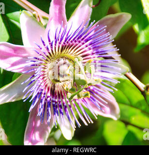 Nahaufnahme einer wunderschönen Passionsblume im Nachmittagslicht von Flavia Brilli Stockfoto