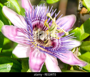 Nahaufnahme der exotischen Passionsblume von Flavia Brilli Stockfoto