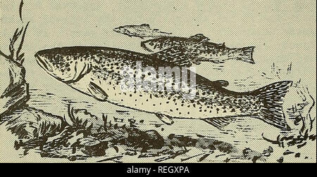 . Die kommerzielle Fischerei. Fischerei Fischhandel. 30 COMERCI/iL FISCHEREI REVIEW Vol. 13, Nr. 10. Regenbogenforelle (nIDIMASu), SALMO IRIDEUS (giBBOn), Chief Commercial FORELLE VON JAPAN, kam ursprünglich aus CALIFOR-NIA. " * * * * Für den Export Versand, die Forellen in 10-lbs-Kartons verpackt und in einer Speicherkarte ausgeliefert - board Fall Holding fünf 10-lbs-Kartons. Forellen sind allgemein durch einzelne verkauft wachsen - ers zu einem Versender, die über die erforderlichen einfrieren. Von Oktober bis Dezember sind die Monate vihen der größte Sendungen sind. Forelle gereinigt, gefroren, und in Cellophan verpackt ein Stockfoto