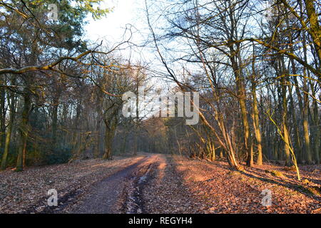 Meenfield Holz, Shoreham, Kent, im Januar 2019 an einem knackigen Winter. Der Wald ist vor allem Buche mit einigen Eiche, Kiefer und Eibe. Darent Tal ist unten Stockfoto