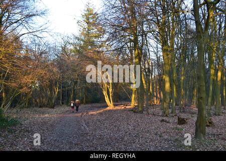 Meenfield Holz, Shoreham, Kent, im Januar 2019 an einem knackigen Winter. Der Wald ist vor allem Buche mit einigen Eiche, Kiefer und Eibe. Darent Tal ist unten Stockfoto