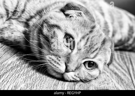 Scottish Fold Katze auf dem Boden auf Schwarz und Weiß Stockfoto