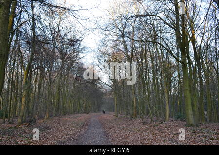 Meenfield Holz, Shoreham, Kent, im Januar 2019 an einem knackigen Winter. Der Wald ist vor allem Buche mit einigen Eiche, Kiefer und Eibe. Darent Tal ist unten Stockfoto