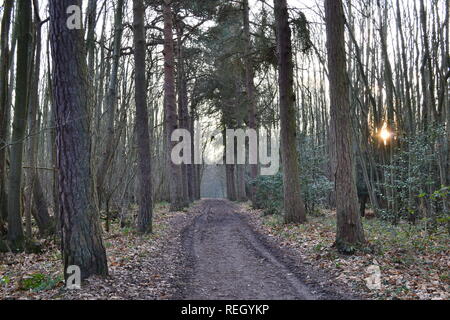 Meenfield Holz, Shoreham, Kent, im Januar 2019 an einem knackigen Winter. Der Wald ist vor allem Buche mit einigen Eiche, Kiefer und Eibe. Darent Tal ist unten Stockfoto