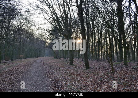 Meenfield Holz, Shoreham, Kent, im Januar 2019 an einem knackigen Winter. Der Wald ist vor allem Buche mit einigen Eiche, Kiefer und Eibe. Darent Tal ist unten Stockfoto