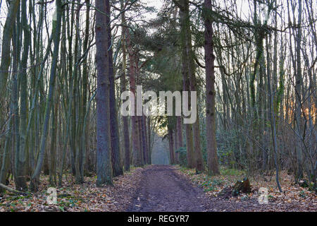 Meenfield Holz, Shoreham, Kent, im Januar 2019 an einem knackigen Winter. Der Wald ist vor allem Buche mit einigen Eiche, Kiefer und Eibe. Darent Tal ist unten Stockfoto