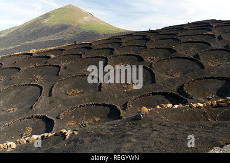 Zocos halbrunde Wände um Reben gebaut Morgentau, La Geria Tal die wichtigsten Weinanbaugebiet von Lanzarote, Kanarische Inseln, Spanien zu erfassen. Stockfoto