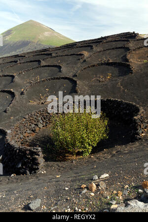 Zocos halbrunde Wände um Reben gebaut Morgentau, La Geria Tal die wichtigsten Weinanbaugebiet von Lanzarote, Kanarische Inseln, Spanien zu erfassen. Stockfoto