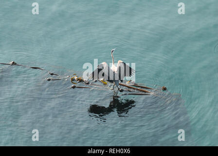 Großer blauer Reiher in Trincomali auf North Pender Island, British Columbia, Kanada Stockfoto