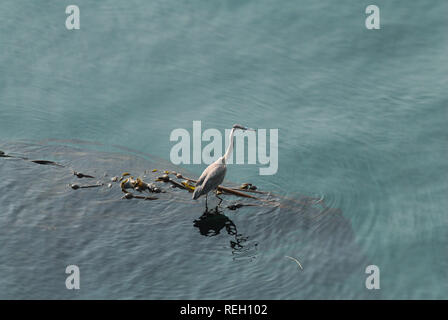 Großer blauer Reiher in Trincomali auf North Pender Island, British Columbia, Kanada Stockfoto