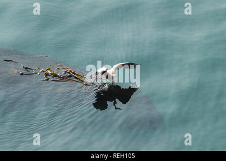 Großer blauer Reiher in Trincomali auf North Pender Island, British Columbia, Kanada Stockfoto