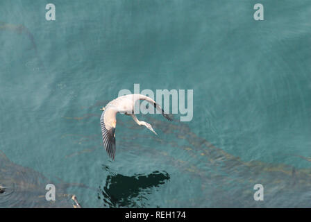 Großer blauer Reiher in Trincomali auf North Pender Island, British Columbia, Kanada Stockfoto