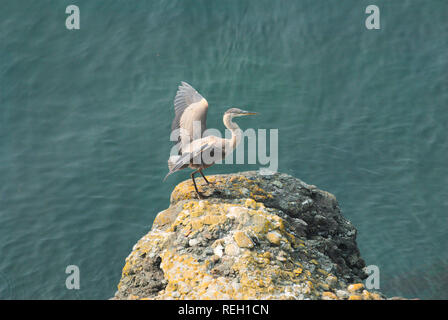 Großer blauer Reiher in Trincomali auf North Pender Island, British Columbia, Kanada Stockfoto