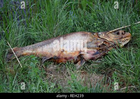 Tote Fische auf einem Gras Stockfoto