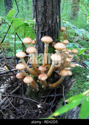 Essbare Pilze (Honig blätterpilze) am Baum Stockfoto