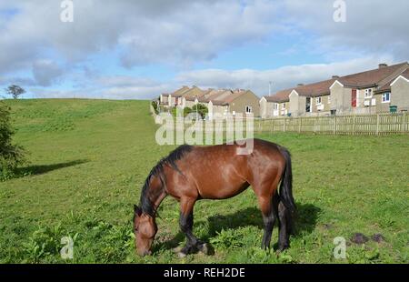Pferd im Feld Stockfoto